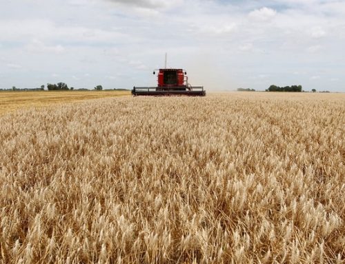 Se recuperaron las exportaciones de harina de trigo (…)
